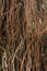 Close up of aerial roots tree of a Bayan tree.