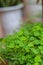 Close up aerial view of a patch of green clovers