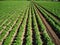 Close up aerial view of a potato crop field in the English countryside