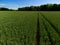 Close up aerial view of a wheat grass cereal arable crop field in the English countryside farmland