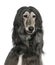 Close-up of Afghan hound, 7 years old