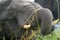 Close-up of African bush elephant uprooting grass