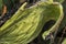 Close up of African cactus.