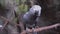 Close-up african cute gray parrot bird sings songs sitting on a perch branch.