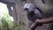 Close-up african cute gray parrot sings songs sitting on a perch branch.
