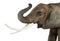 Close up of an African Elephant lifting its trunk, isolated