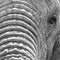 Close up of African elephant, photographed in high contrast monochrome at Knysna Elephant Park in the Garden Route, South Africa