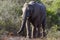 Close up of an African Elephant standing in Sweet Thorn bushes