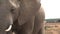 Close up of an African Elephant walking on the savanna