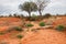 A close up of African Elephants trunks drinking water at Tsavo East National Park in Kenya