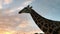 Close-up of an African giraffe on safari in a conservation area
