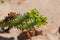 Close-up african green yellow   euphorbia paralias or sea spurge in nature park