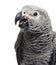 Close-up of a African Grey Parrot (3 months old) isolated on whi