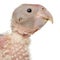 Close-up of African Grey Parrot, Psittacus erithacus, 17 days old