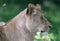 Close up of an African Lioness concentrating