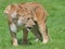 Close up of an African Lioness prowling