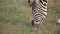 Close up of African plains zebra grazing