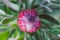 Close-up of African protea plant with pink flower about to bloom
