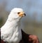 Close up of an African Sea Eagle