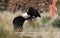 Close up of an African Sea Eagle swooping down