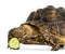 Close-up of an African Spurred Tortoise eating a bit of cucumber