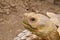 Close up of an African Spurred Tortoise Face