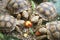 Close up African spurred tortoise resting in the garden, Slow life ,Africa spurred tortoise sunbathe on ground with his protective