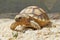 Close up African spurred tortoise resting in the garden, Slow life ,Africa spurred tortoise sunbathe on ground with his protective