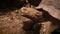 Close-up of African Spurred Tortoise or sulcata tortoise