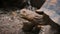 Close-up of African Spurred Tortoise or sulcata tortoise