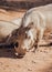 Close up African warthogs profile portrait