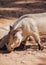 Close up African warthogs profile portrait