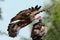 Close up of an African White Headed Vulture