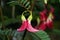 Close up Agasta, Sesban, Vegetable humming bird flower with blur background
