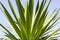 Close up of an agave