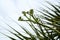 Close up of agave century plant flower buds