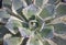 Close-up of Agave, a green succulent plant with a short stem and rosettes forms.