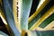 A close-up of the agave leaves with spiny margins