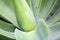 Close up of agave plant