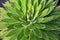 Close up of Agave Shawii cactus plant