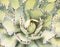 Close up of agave succulent plant.