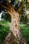 Close up of aged olive tree trunk