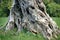 Close up of aged olive tree trunk