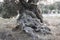 Close up of aged olive tree trunk