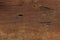 Close-up of Aged Solid Wood Slat Rustic Shabby Brown Background. Grunge Faded Wood Board Panel Structure.