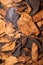 Close-up of aged tangerine peel stored in a glass bottle