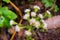 Close up of Ageratina adenophora flowers growing the the forests of Santa Cruz mountains, San Francisco bay area; this plant is