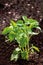 Close up of Ageratum houstonianum plant