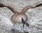Close up of aggressive male Canada Goose wings flapping and honking with water spraying