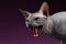 Close-up Aggressive Sphynx Cat Hisses on purple